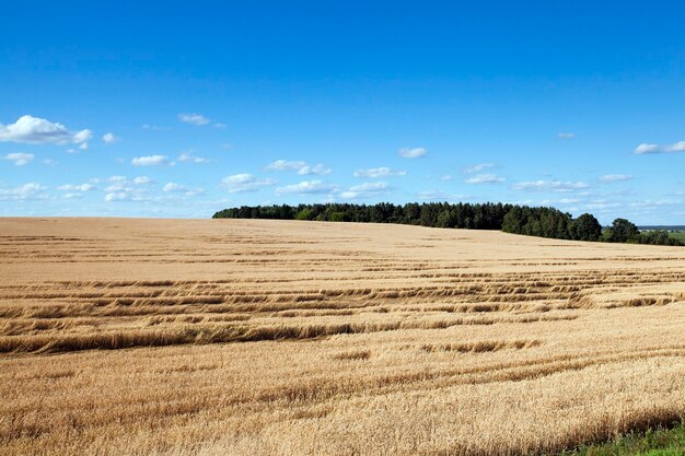 Landbouwgebied met graangewas