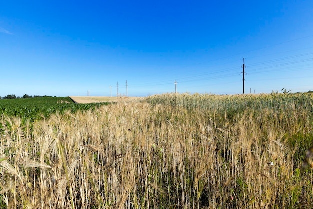 Landbouwgebied met graangewas