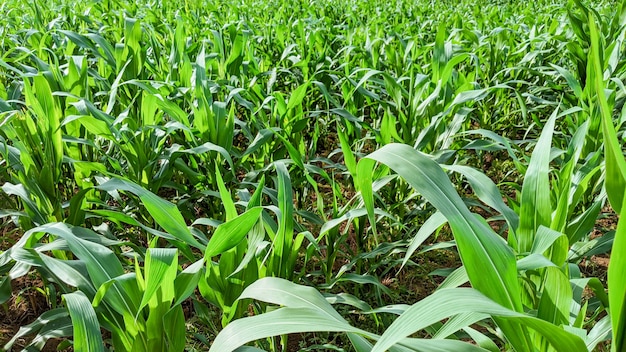 Landbouwgebied met graanzaailingen in zonnige dag