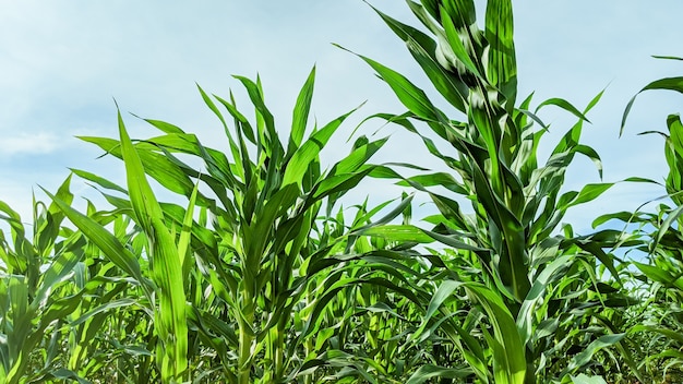 Landbouwgebied met graanzaailingen in zonnige dag