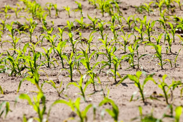 Landbouwgebied met groene maïs