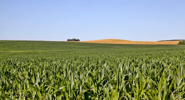 Landbouwgebied met groene maïs