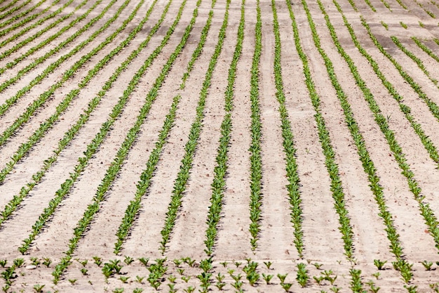 Landbouwgebied met rode biet