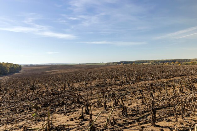 Landbouwgebied na zonnebloemoogst