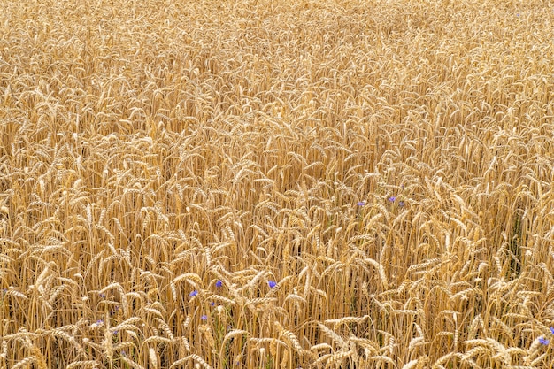 Landbouwgebied van gouden tarwe rijpende oren