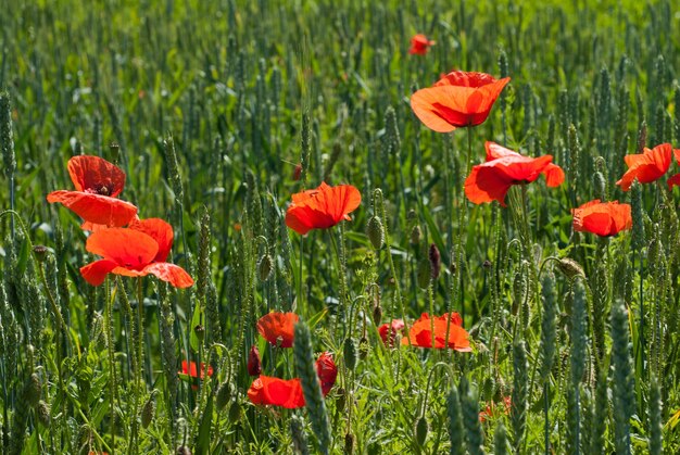 Landbouwgebied van groene tarwe met bloesem van rode papaver bloemen in een zonnige zomerdag.