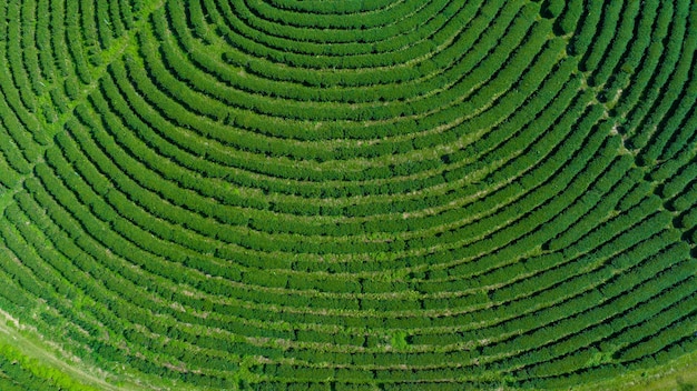 Landbouwgebied van groene thee plantage op de berg ten noorden van Chiang Rai Thailand luchtbeeld