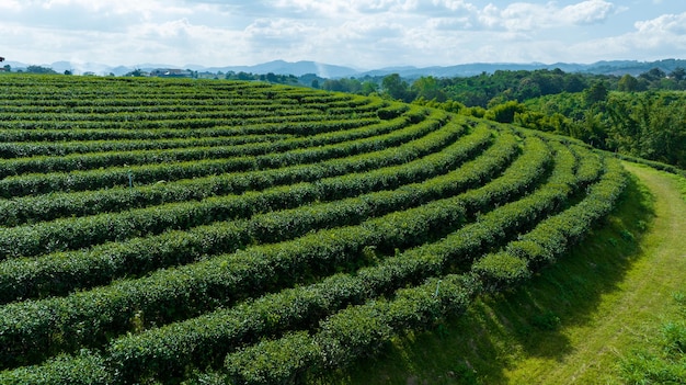 Landbouwgebied van groene theeplantage op de berg ten noorden van chiang rai thailand