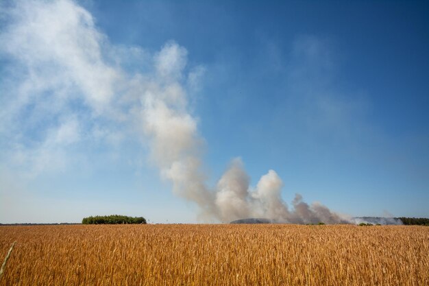 Landbouwgebied van rogge met rookwolk op de achtergrond. Brand op het platteland