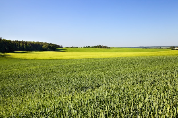 Landbouwgebied waar de groene onrijpe granen groeien