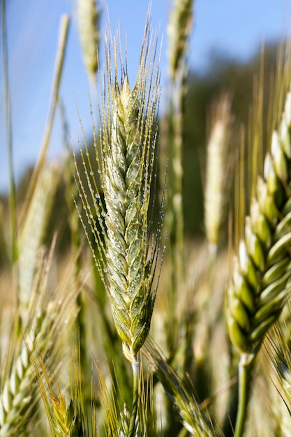 Landbouwgebied waar groene rogge groeit