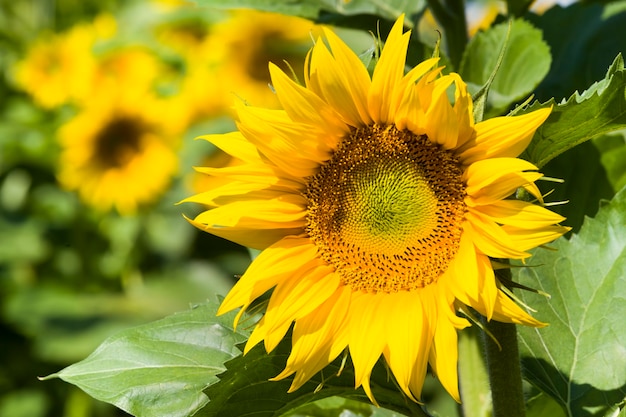 Landbouwgebied waar jaarlijkse zonnebloemen, felgele bloemen van zonnebloemen