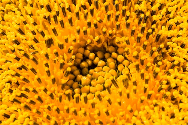 Landbouwgebied waar jaarlijkse zonnebloemen