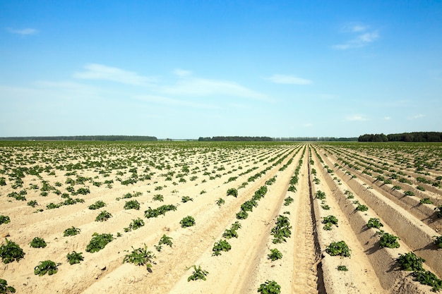 Landbouwgebied waarop groene aardappelen groeien. zomertijd