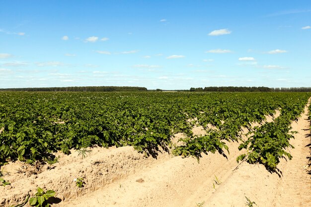 Landbouwgebied waarop groene aardappelen groeien.