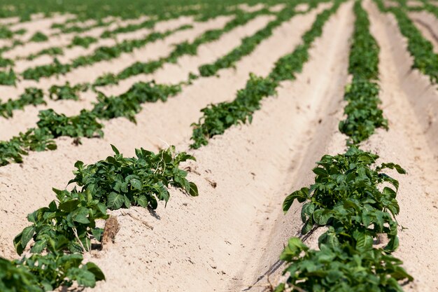 Landbouwgebied waarop groene aardappelen groeien