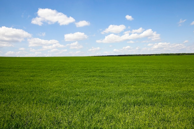 Landbouwgebied waarop groene onrijpe granen groeien.