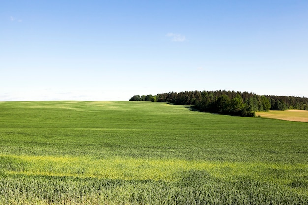 Foto landbouwgebied waarop het jonge gras groeit. tarwe