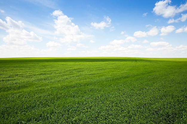 Landbouwgebied waarop het jonge gras groeit.