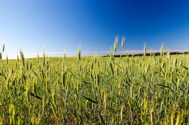 Landbouwgebied waarop onrijpe granen groeien, tarwe.