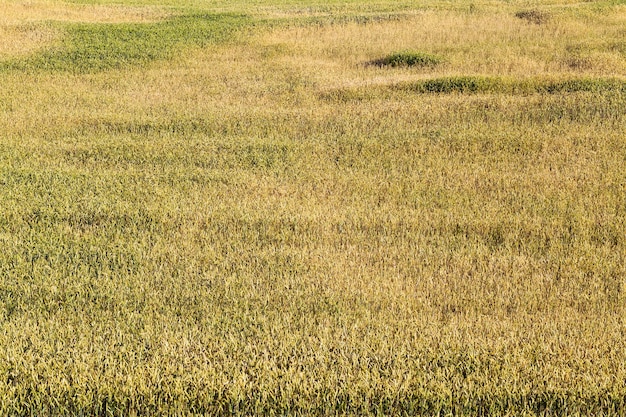 Landbouwgebied waarop onrijpe granen groeien, tarwe.