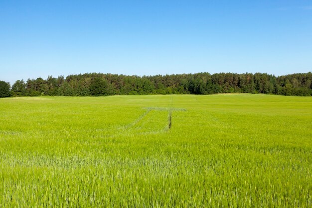 Landbouwgebied waarop onrijpe jonge granen groeien, tarwe. Blauwe lucht in het oppervlak