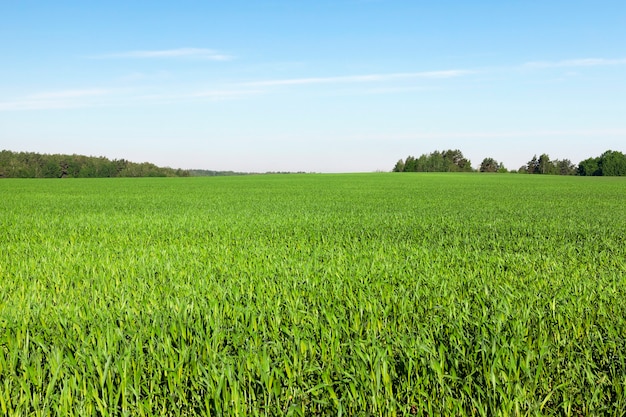 Landbouwgebied waarop onrijpe jonge granen groeien, tarwe. Blauwe lucht op de achtergrond