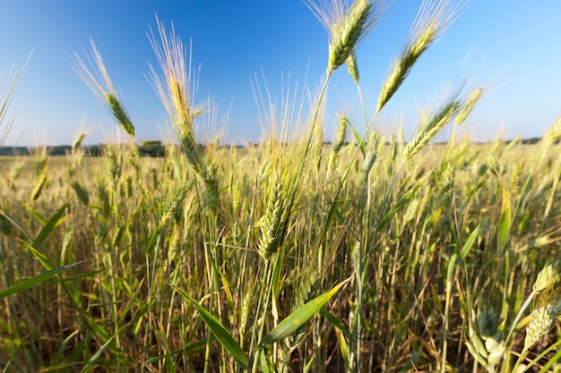 Landbouwgebied waarop onrijpe jonge granen groeien, tarwe.