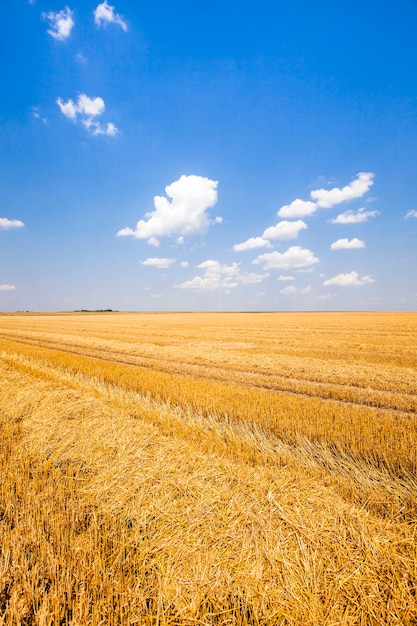 Landbouwgebied waarop rijpe tarwe groeit.