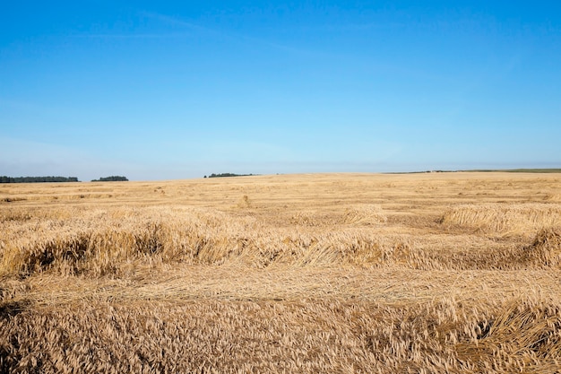 Landbouwgebied waarop rijpe vergeelde granen groeien