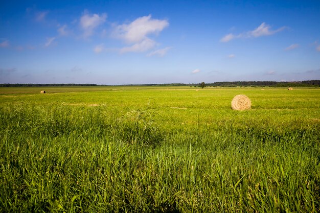 Landbouwgewassen in het veld