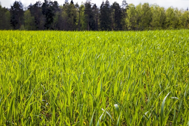 Landbouwgraanplanten