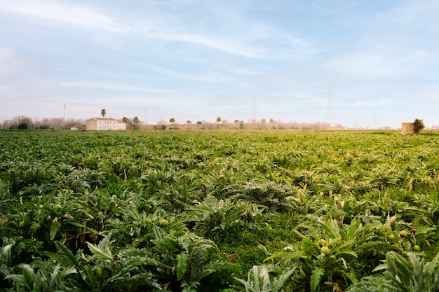 Landbouwgrond beplant met artisjokplanten