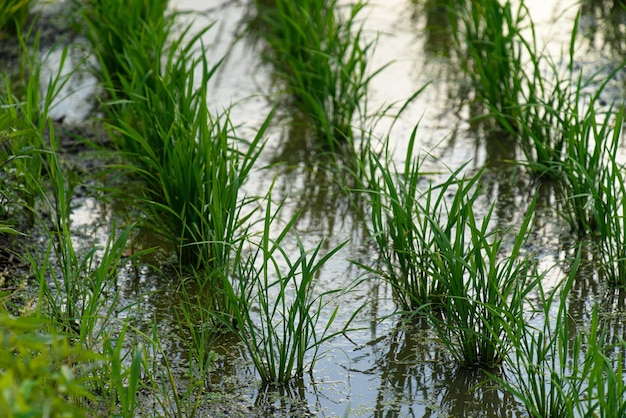 Landbouwgrond gevuld met water en gecultiveerde gewassen