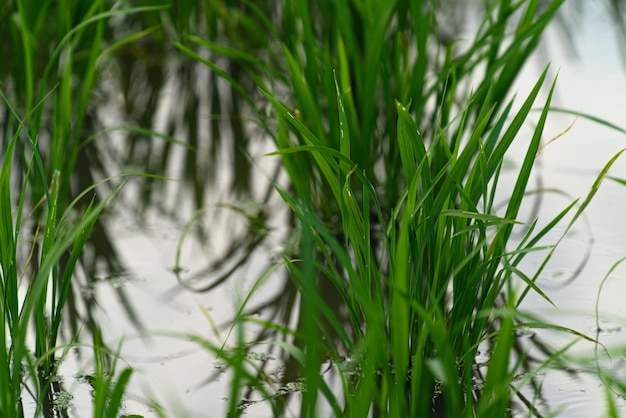 Landbouwgrond gevuld met water en gecultiveerde gewassen