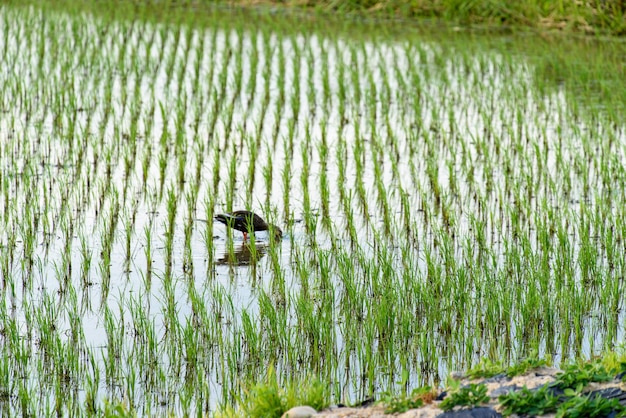 Landbouwgrond gevuld met water en gecultiveerde gewassen