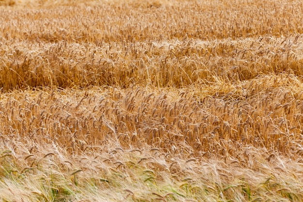 Landbouwgrondgraan - landbouwgrond waarop granen groeien, tarwe, wit-rusland, rijpe en vergeelde granen,