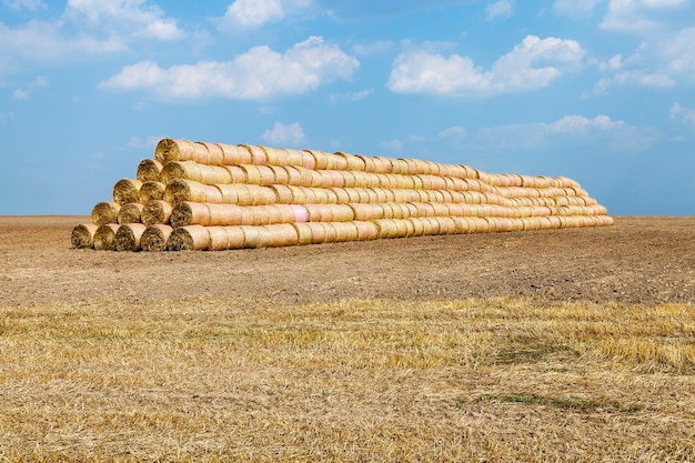 Landbouwgrondgraan - Landbouwgrond waarop granen groeien, tarwe, Wit-Rusland, rijpe en vergeelde granen,