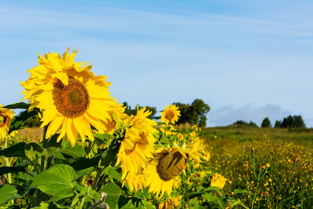 Landbouwgrondlandschap met gele zonnebloemen