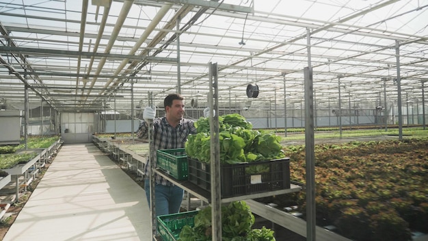 Landbouwkundige zakenman die een mand trekt met biologische gecultiveerde verse salade die werkt in een hydrocultuur kasplantage die zich voorbereidt op de landbouwproductie. rancher man oogst gecultiveerde groente