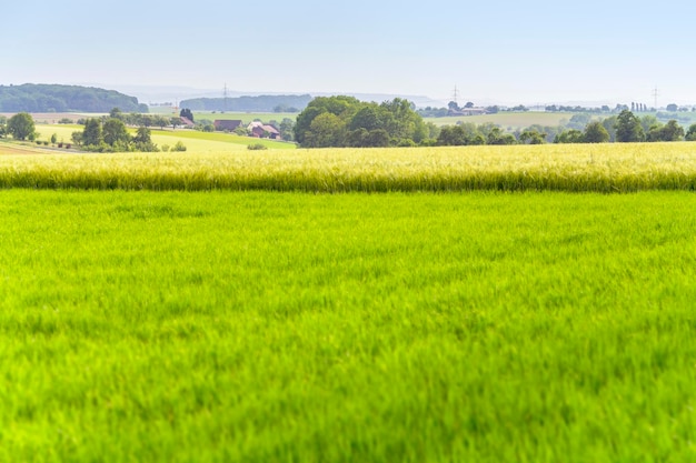 landbouwlandschap in de lente