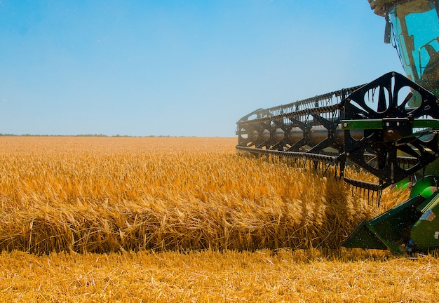 Landbouwmachines verzamelt geel tarwegewas op open gebied op een zonnige heldere dag