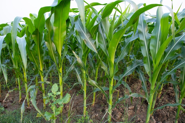 Landbouwmaïsvelden groeien op het oogstlandschap van Bangladesh