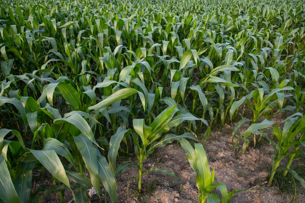 Landbouwmaïsvelden groeien op het oogstlandschap van Bangladesh