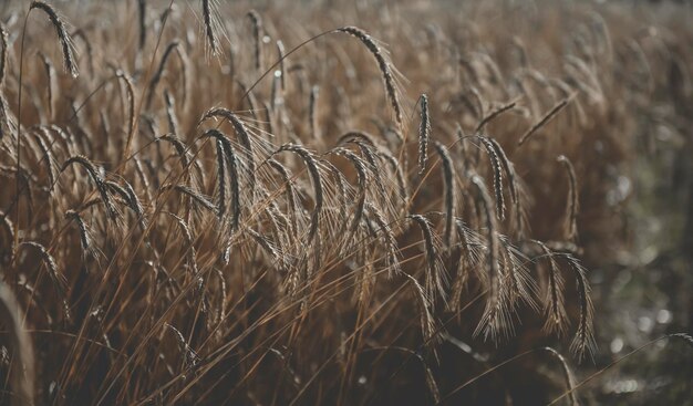 Landbouwproductie van tarwe Pampas Argentinië