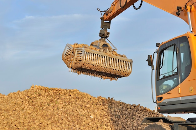 Landbouwschop over een stapel suikerbieten