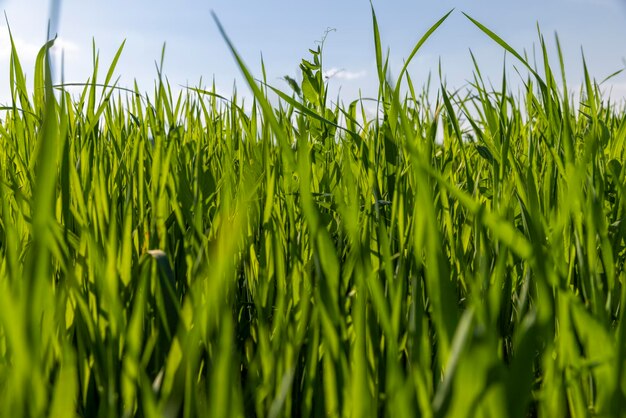 Landbouwtarweveld met onrijpe tarwe