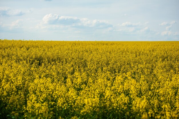 Landbouwveld in de vroege zomer