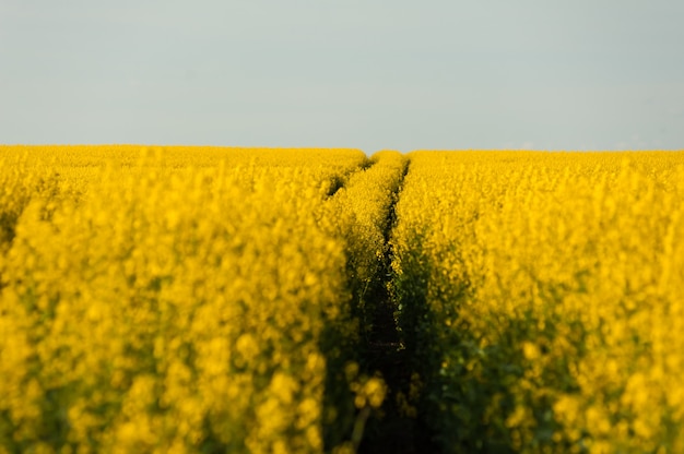 Landbouwveld in de zomer