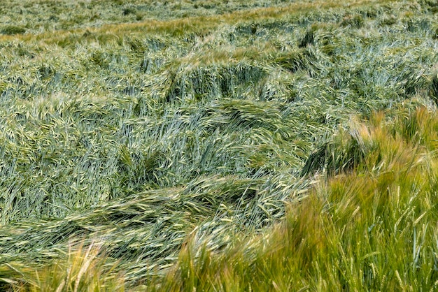 Foto landbouwveld met een groot aantal groene granen een groot aantal groene onrijpe granen in het veld